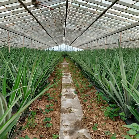 La Finca De Ananas - House Ponta Delgada  Exterior photo