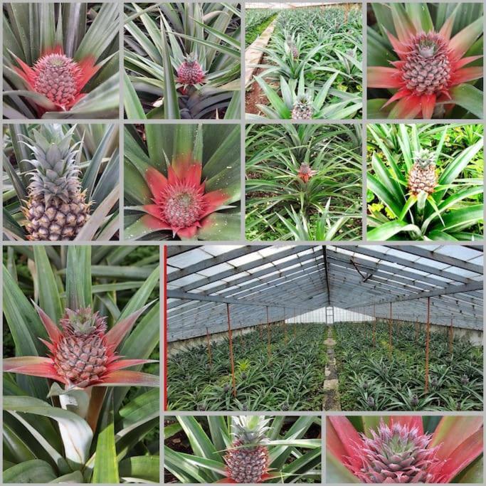 La De Ananas - House Villa *