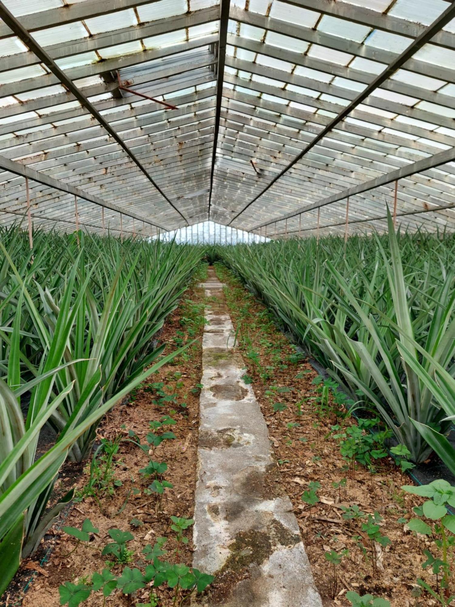 Villa La De Ananas - House Ponta Delgada (Sao Miguel)