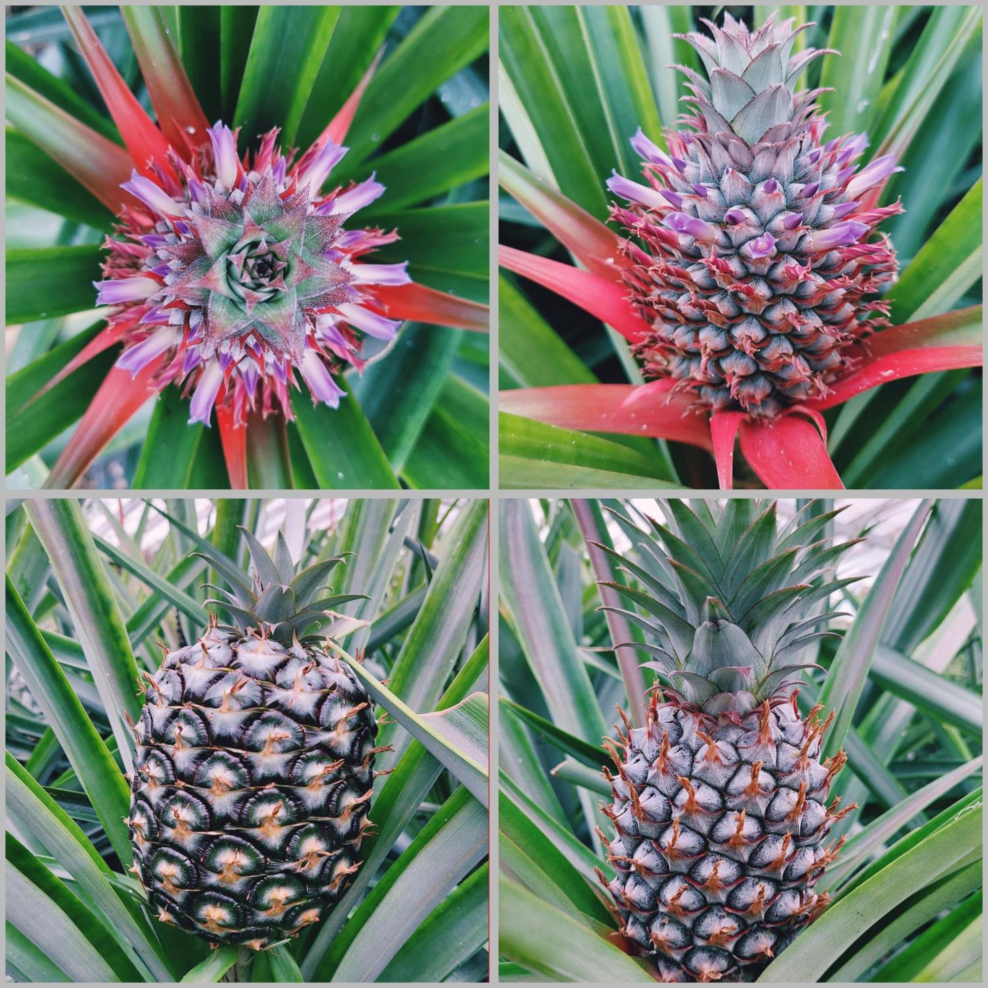 Villa La De Ananas - House Ponta Delgada (Sao Miguel)